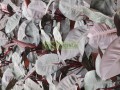 Filodendron 'New Red'