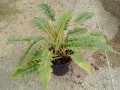 Filodendron narrow