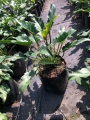 Filodendron Xanadú