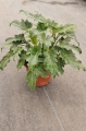 Filodendron Xanadú