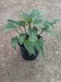 Filodendron Xanadú