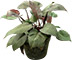 Filodendron 'New Red'