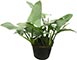 Filodendron 'Plateado'