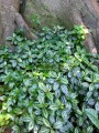 Pilea plateada