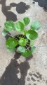 Pilea peperomioides