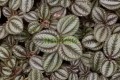 Pilea spruceana