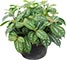 Pilea plateada