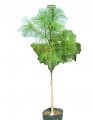 Pino ayacahuite