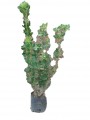 Clavo verde