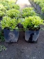 Clavo verde enano
