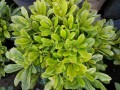 Clavo verde enano