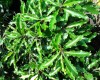 Clavo ondulatum