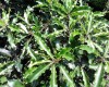 Clavo ondulatum