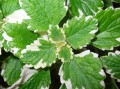 Plectranthus variegata