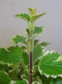 Plectranthus variegata