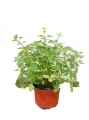 Plectranthus variegata