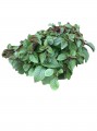 Plectranthus purpura