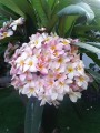 Flor de mayo