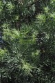 Podocarpus Fern