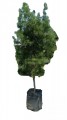 Podocarpus Fern