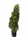 Podocarpus Maki