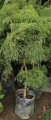 Aralia perejil