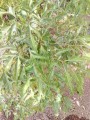 Aralia perejil