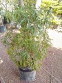 Aralia perejil
