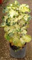 Aralia tampiqueña
