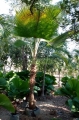 Palma Pritchardia