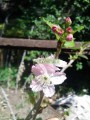 Cerezo de Flor Japonés