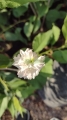 Cerezo de Flor Japonés Blanco