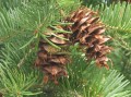 Abeto Douglas Fir