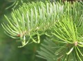 Abeto Douglas Fir