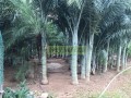 Palma caribeña o bucanera