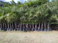 Palma caribeña o bucanera