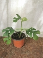 Piñanona mini
