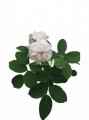 Rosa de Castilla