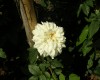 Rosa 'T'