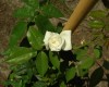 Rosa 'T'