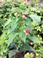 Frambuesa Roja