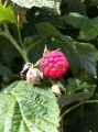Frambuesa Roja