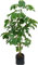 Aralia schefflera