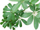Aralia arboricola verde