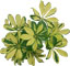 Aralia arboricola 'Golden Capella'