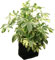 Aralia arboricola 'Trinette'