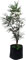 Aralia elegantisima