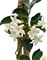 Jasmín Stephanotis