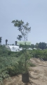Ahuejote