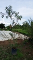 Ahuejote